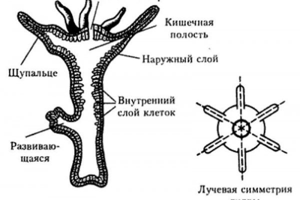 Kraken ссылка krakens13 at