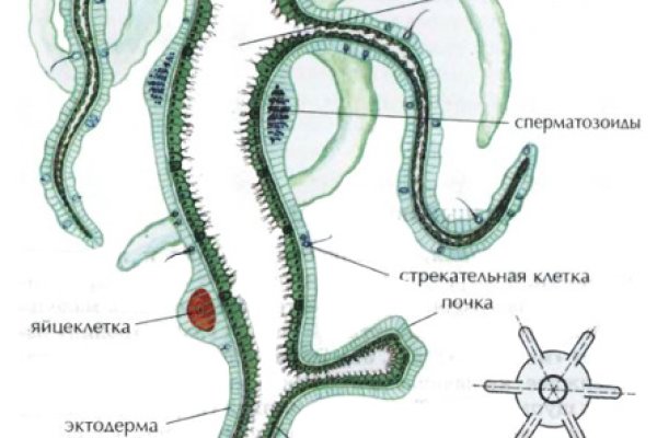 Оригинальная ссылка на кракен