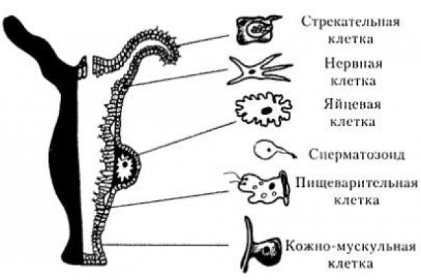 Какой кракен сейчас работает