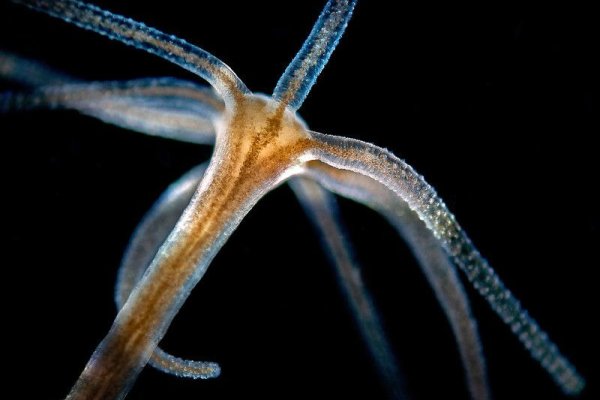 Кракен магазин krakens13 at